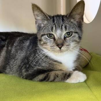Elvira -  Domestic Short Hair Cat for Adoption in Lansing, Michigan - Elvira | PetCurious