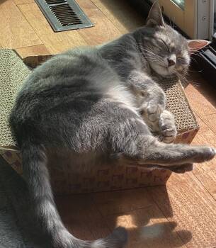 Leni -  Domestic Short Hair Cat for Adoption in Mayfield, New York - Leni | PetCurious