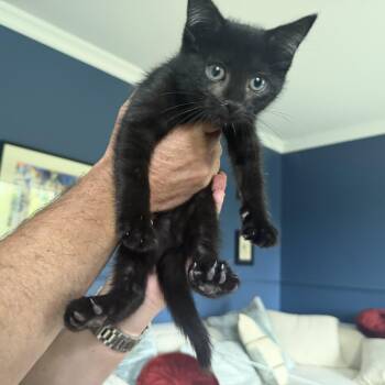 Nuala -  Domestic Short Hair Cat for Adoption in Wakefield, Quebec - Nuala | PetCurious