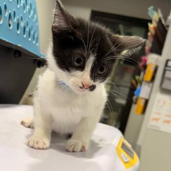 Spencer -  Domestic Short Hair Cat for Adoption in Tampa, Florida - Spencer | PetCurious