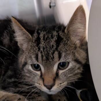 Rescue Domestic Short Hair Cats for Adoption in Spokane, Washington - Arthur | PetCurious