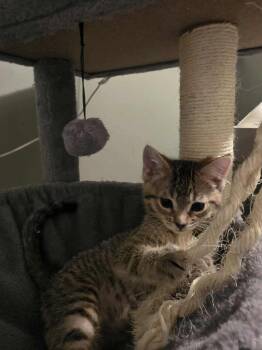 Mayflower -  Domestic Short Hair Cat Available for Adoption in Chicago, Illinois - Mayflower | PetCurious