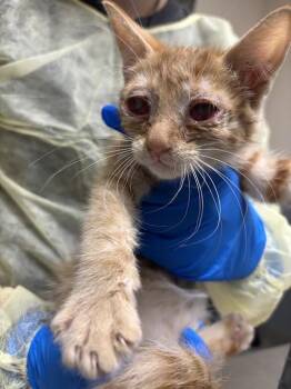 BEAKER -  Domestic Short Hair Cat Available for Adoption in Las Vegas, Nevada - BEAKER | PetCurious