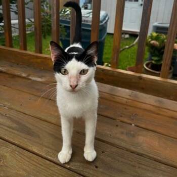 Eshe -  Domestic Short Hair Cat for Adoption in Houston, Texas - Eshe | PetCurious