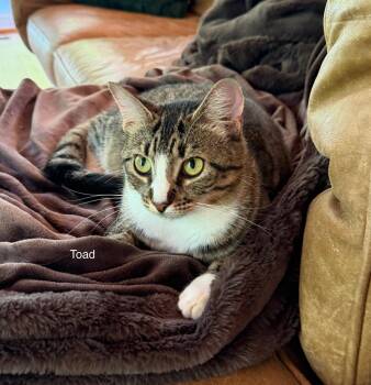 Toad -  Tabby Cat for Adoption in Ottawa, Ontario - Toad | PetCurious
