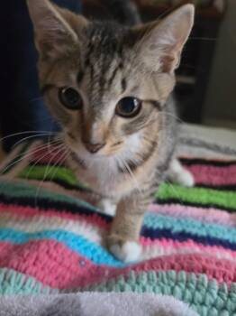 Steam -  Domestic Short Hair Cat for Adoption in Gorham, Maine - Steam | PetCurious
