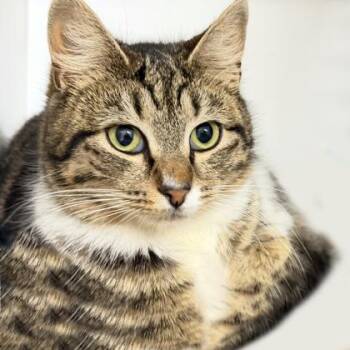 Domestic Short Hair Cats Available for Adoption - Anastasia | PetCurious