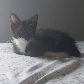 Calci -  Domestic Short Hair Cat for Adoption in Mokena, Illinois - Calci | PetCurious
