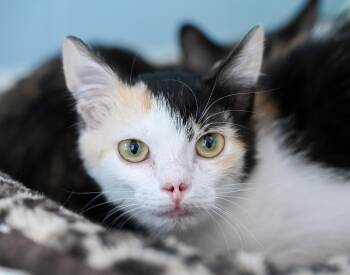Calico and Domestic Medium Hair Cats Available for Adoption - Ditalini | PetCurious