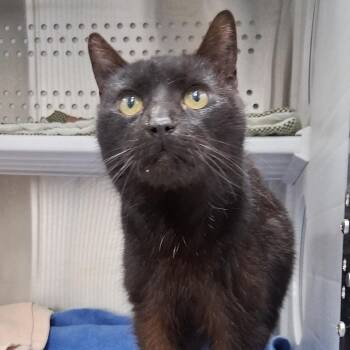 Domestic Short Hair Cats Available for Adoption - Ruby | PetCurious