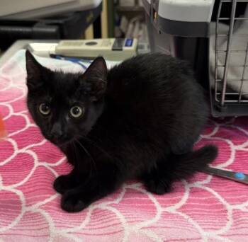 Painted Lady -  Domestic Medium Hair Cat for Adoption in Oakland, California - Painted Lady | PetCurious