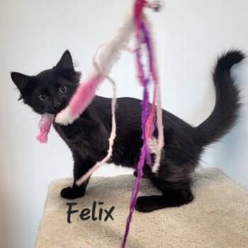 Felix -  Domestic Medium Hair Cat for Adoption in Rushville, Illinois - Felix | PetCurious