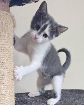 Domestic Short Hair Cats Available for Adoption in Ben Avon, Pennsylvania - Olivia | PetCurious