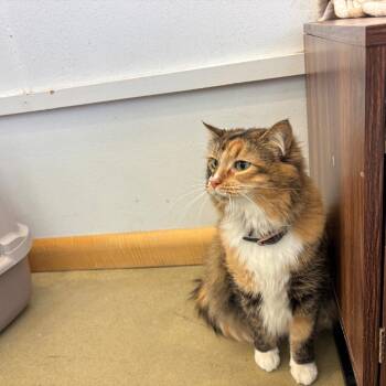 Lisa -  Domestic Long Hair Cat for Adoption in Park City, Utah - Lisa | PetCurious