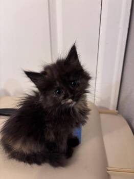 Cherry Grapestain -  Domestic Short Hair Cat for Adoption in Fort Lupton, Colorado - Cherry Grapestain | PetCurious