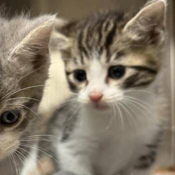Domestic Short Hair Cats Available for Adoption in Jacksboro, Tennessee - Maggie | PetCurious