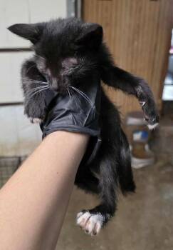 Abyssinian Cats Available for Adoption - O