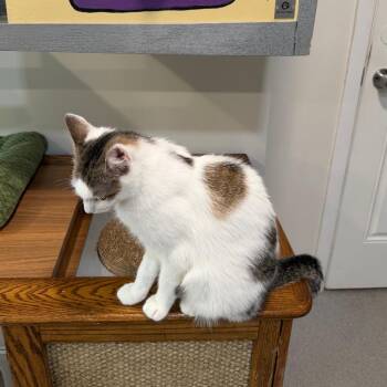 Paris -  Domestic Short Hair Cat for Adoption in Oyster Bay, New York - Paris | PetCurious