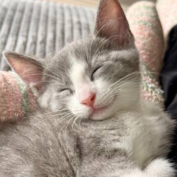 Domestic Short Hair Cats Available for Adoption in Houston, Texas - Mila | PetCurious