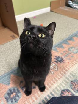 Domestic Short Hair Cats Available for Adoption - Jiji | PetCurious