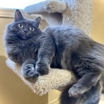 Domestic Medium Hair Cats Available for Adoption - Molly | PetCurious