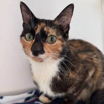 Domestic Short Hair Cats Available for Adoption - Molasses | PetCurious