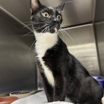 Amelia -  Tuxedo Cat for Adoption in La Grange Park, Illinois - Amelia | PetCurious