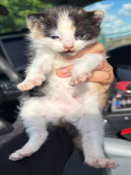 Domestic Short Hair Cats Available for Adoption in Woodland, California - *NOJI | PetCurious