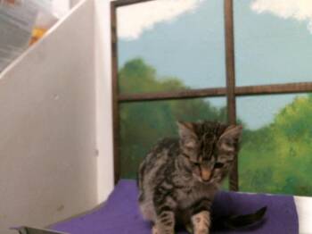 Domestic Short Hair Cats Available for Adoption in Houston, Texas - KITTEN 1 | PetCurious