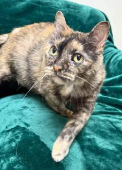 Domestic Short Hair Cats Available for Adoption in Gary, Indiana - Almond | PetCurious