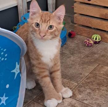 Moe Toe -  Domestic Short Hair Cat for Adoption in Pendleton, Oregon - Moe Toe | PetCurious