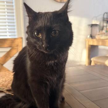 Domestic Short Hair Cats Available for Adoption in Lyle, Minnesota - Shadow | PetCurious