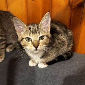 Daisy -  Domestic Short Hair Cat for Adoption in Portland, Oregon - Daisy | PetCurious