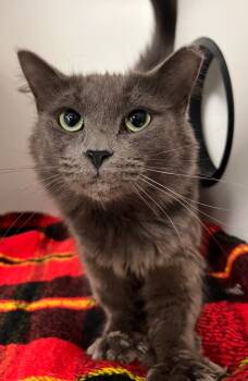 Rescue Domestic Medium Hair Cats for Adoption in Huntington, Indiana - Gumbo | PetCurious