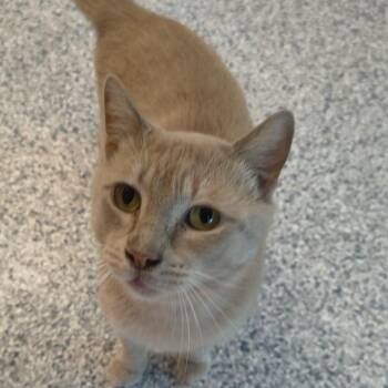 Spud -  Domestic Short Hair Cat for Adoption in Knoxville, Tennessee - Spud | PetCurious