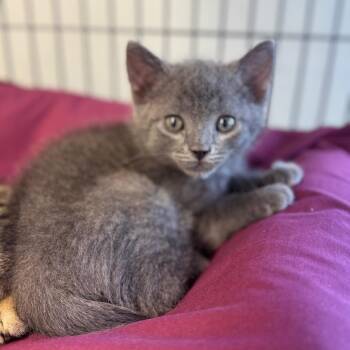 Easton -  Domestic Short Hair Cat for Adoption in Chesapeake, Virginia - Easton | PetCurious