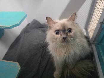 Lucy -  Ragdoll Cat for Adoption in Plymouth, Connecticut - Lucy | PetCurious