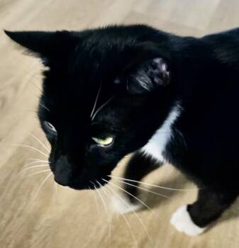 Rescue Domestic Short Hair Cats for Adoption in Franklin, West Virginia - Theo | PetCurious