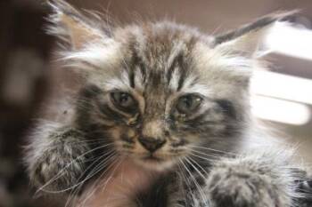 Lucy -  Domestic Medium Hair and Domestic Short Hair Cat for Adoption in Daytona Beach, Florida - Lucy | PetCurious