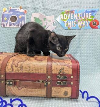 Sal -  Domestic Short Hair Cat for Adoption in Raleigh, North Carolina - Sal | PetCurious
