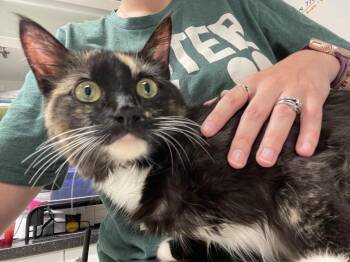 Bruschetta -  Domestic Medium Hair Cat for Adoption in Fall River, Massachusetts - Bruschetta | PetCurious