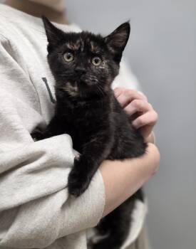 Rescue Domestic Short Hair Cats for Adoption in Park Rapids, Minnesota - Gravy | PetCurious