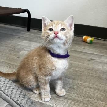 Domestic Short Hair Cats Available for Adoption in Uniontown, Pennsylvania - Dexter | PetCurious