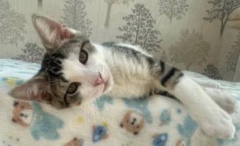 Ziggy -  Domestic Short Hair Cat for Adoption in Quakertown, Pennsylvania - Ziggy | PetCurious