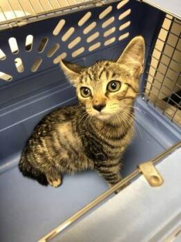 Maybell -  Domestic Short Hair Cat for Adoption in Sacramento, California - Maybell | PetCurious