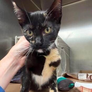 Tilly 26-08-011 -  Domestic Short Hair Cat for Adoption in Bastrop, Texas - Tilly 26-08-011 | PetCurious