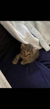 Domestic Short Hair Cats Available for Adoption in Huntington Beach, California - Hermes | PetCurious