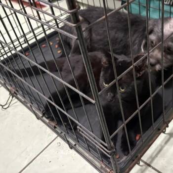 Domestic Short Hair Cats Available for Adoption in Tampa, Florida - Clyde | PetCurious