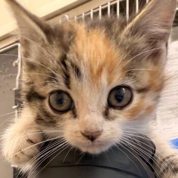 Sage -  Domestic Medium Hair Cat for Adoption in Chatham, Virginia - Sage | PetCurious