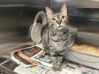 Domestic Short Hair Cats Available for Adoption in Ocala, Florida - TAYLOR | PetCurious